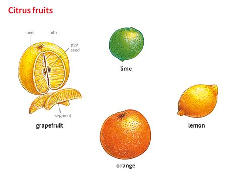 citrus traduction|citrusy meaning.